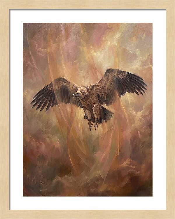 Vulture In Flight