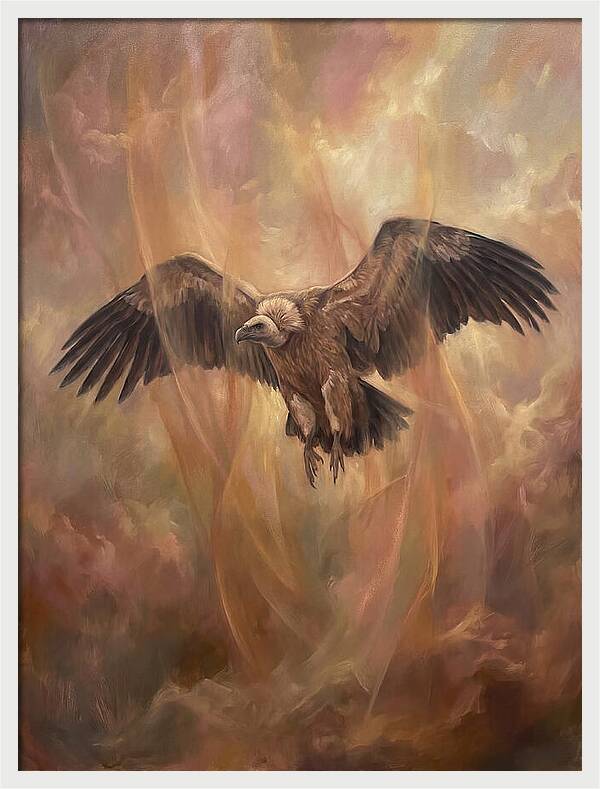 Vulture In Flight
