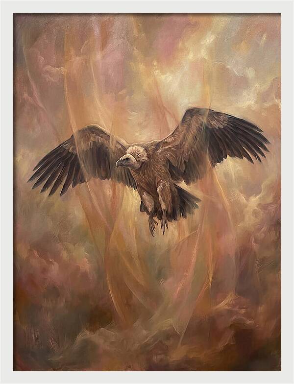 Vulture In Flight