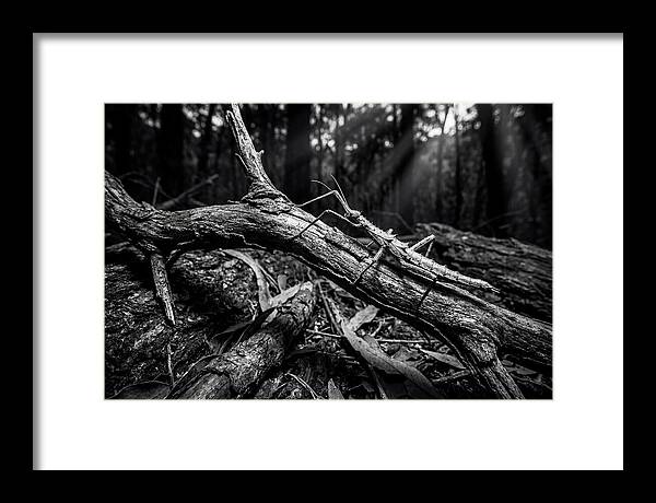 Walking Stick Insect Camouflaged On Branch