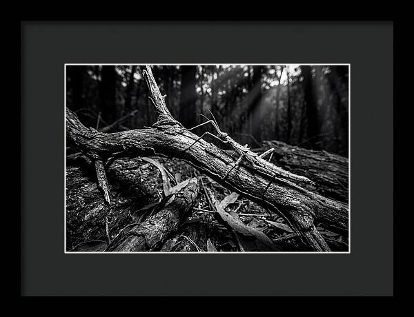 Walking Stick Insect Camouflaged On Branch