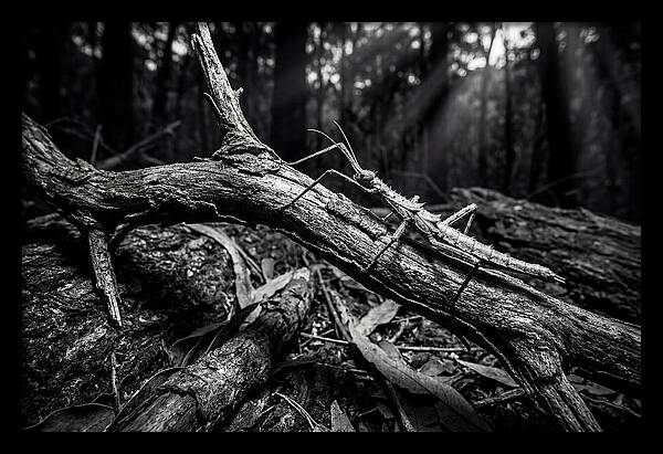 Walking Stick Insect Camouflaged On Branch