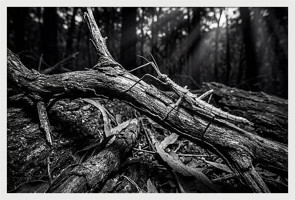 Walking Stick Insect Camouflaged On Branch