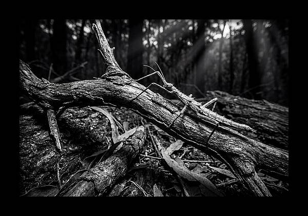 Walking Stick Insect Camouflaged On Branch