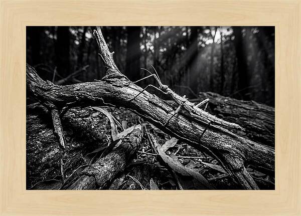 Walking Stick Insect Camouflaged On Branch