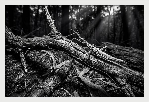 Walking Stick Insect Camouflaged On Branch
