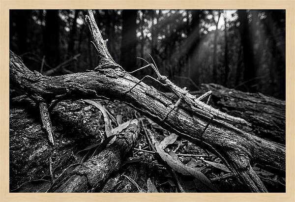 Walking Stick Insect Camouflaged On Branch