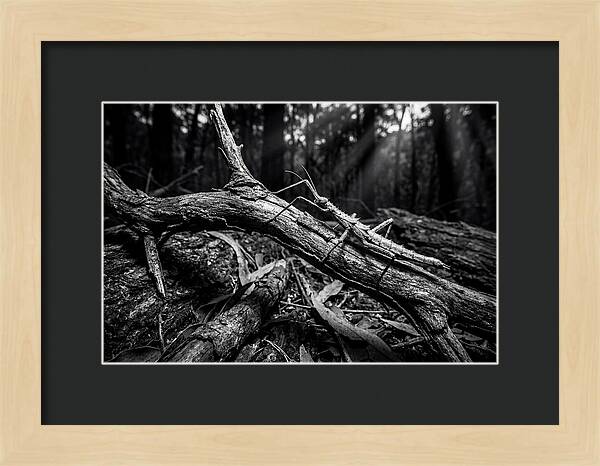 Walking Stick Insect Camouflaged On Branch