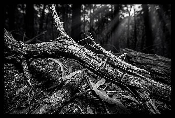 Walking Stick Insect Camouflaged On Branch