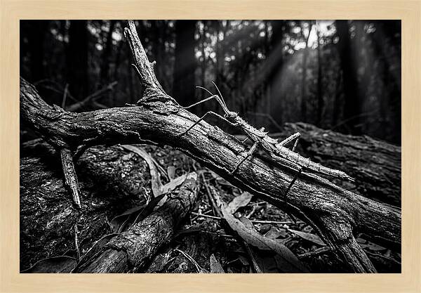 Walking Stick Insect Camouflaged On Branch