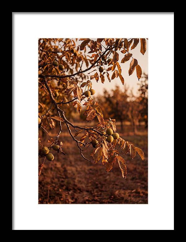 Walnut Tree In Autumn Light
