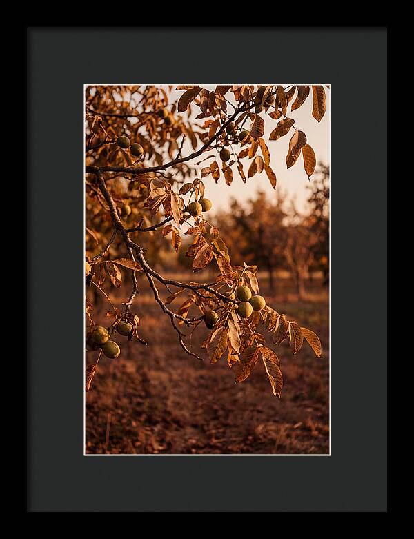 Walnut Tree In Autumn Light