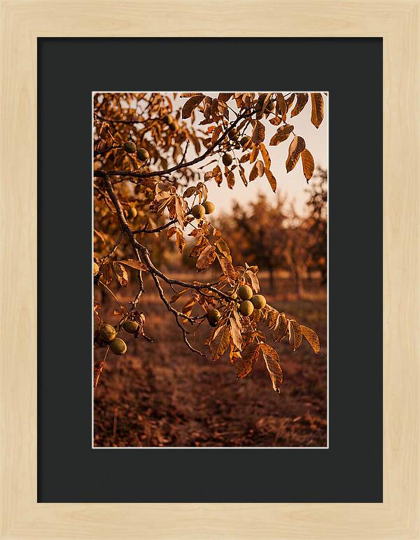 Walnut Tree In Autumn Light