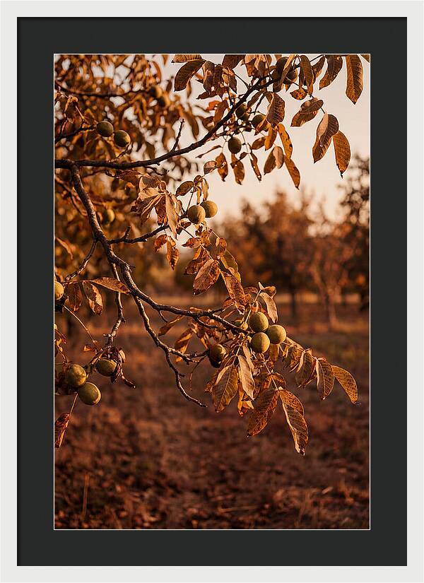 Walnut Tree In Autumn Light