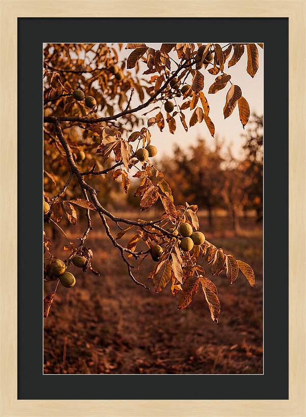 Walnut Tree In Autumn Light