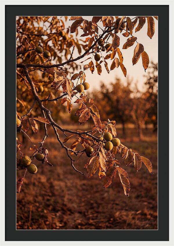 Walnut Tree In Autumn Light