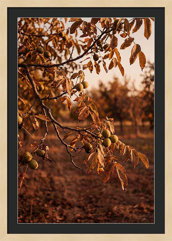 Walnut Tree In Autumn Light