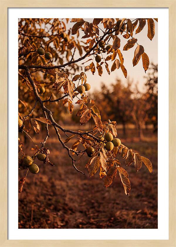 Walnut Tree In Autumn Light