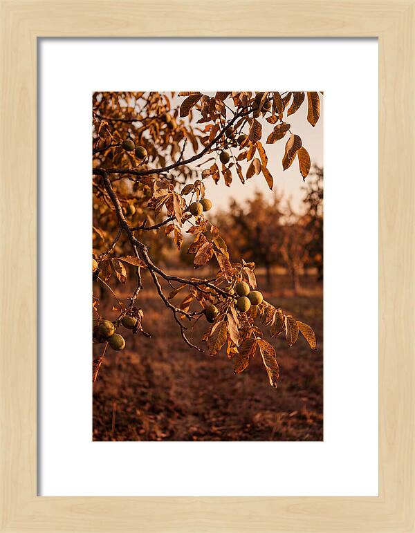 Walnut Tree In Autumn Light