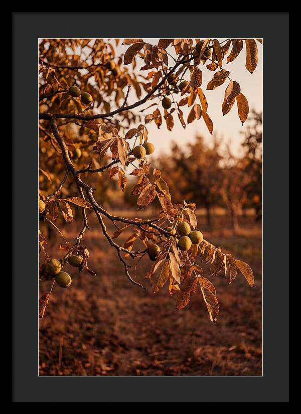 Walnut Tree In Autumn Light