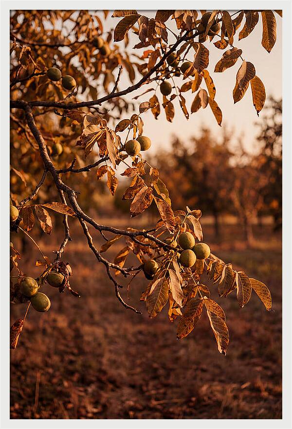 Walnut Tree In Autumn Light