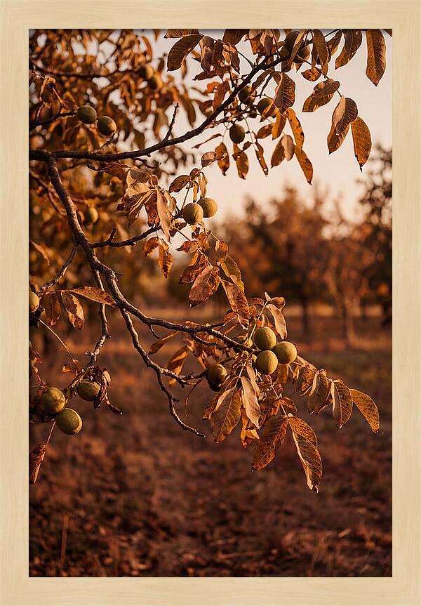 Walnut Tree In Autumn Light