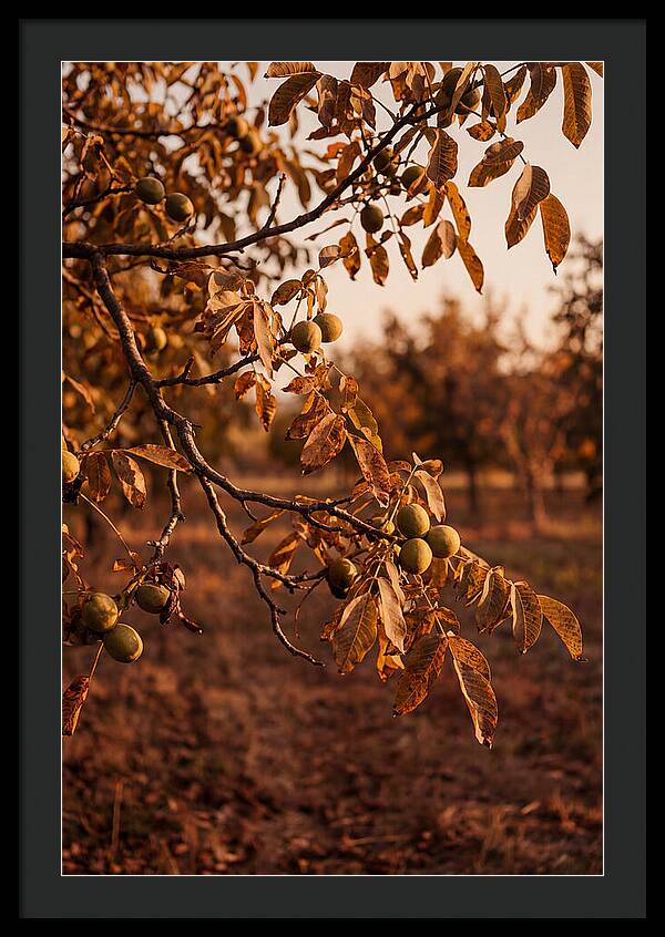 Walnut Tree In Autumn Light