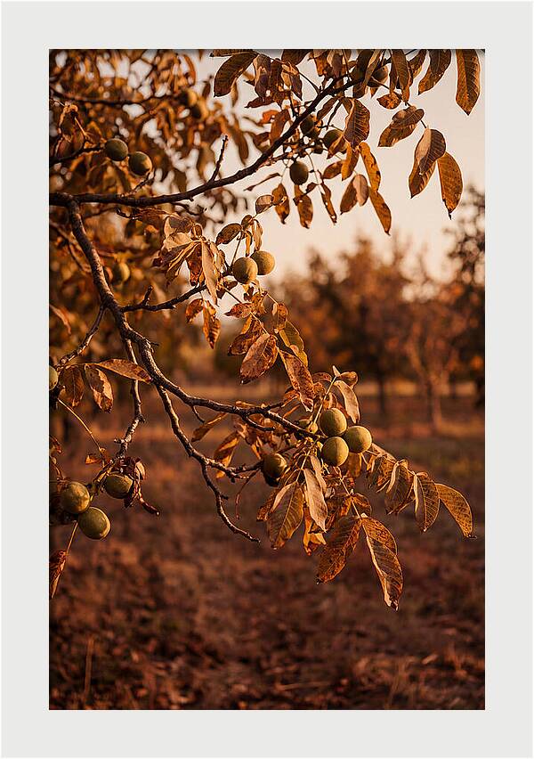 Walnut Tree In Autumn Light