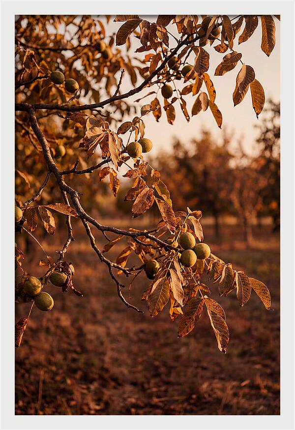 Walnut Tree In Autumn Light
