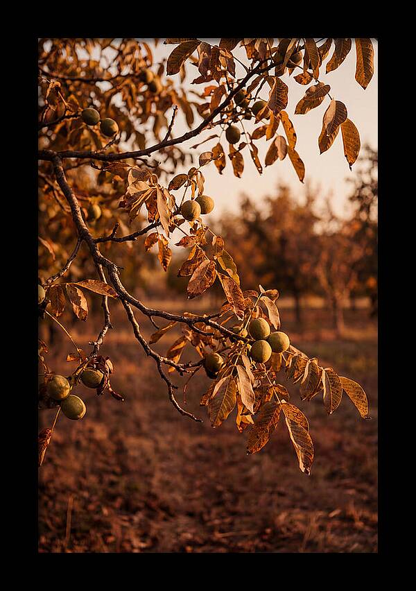 Walnut Tree In Autumn Light
