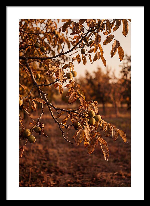 Walnut Tree In Autumn Light