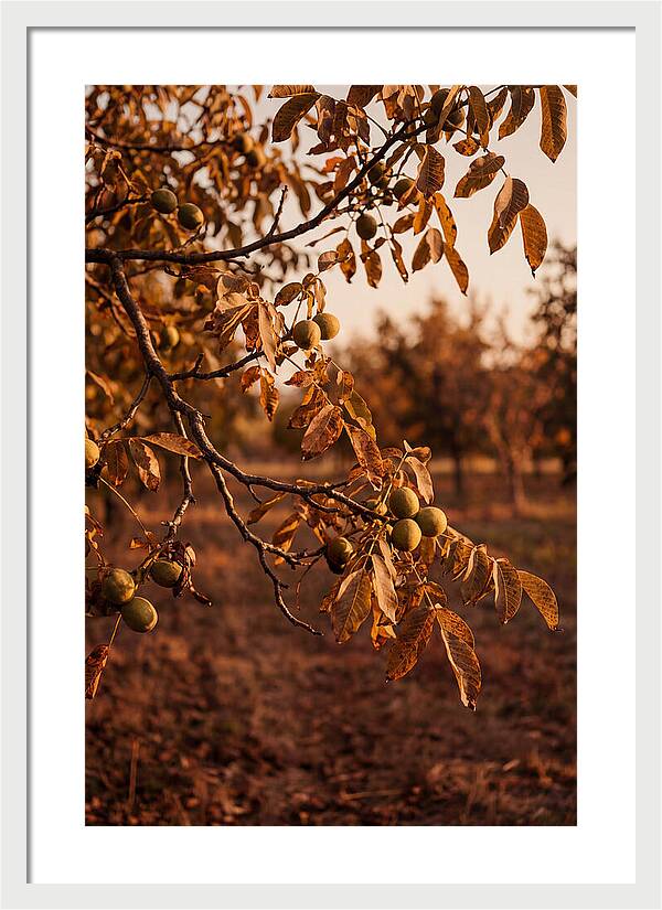 Walnut Tree In Autumn Light