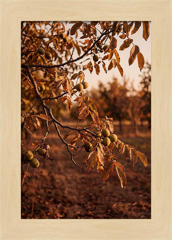 Walnut Tree In Autumn Light