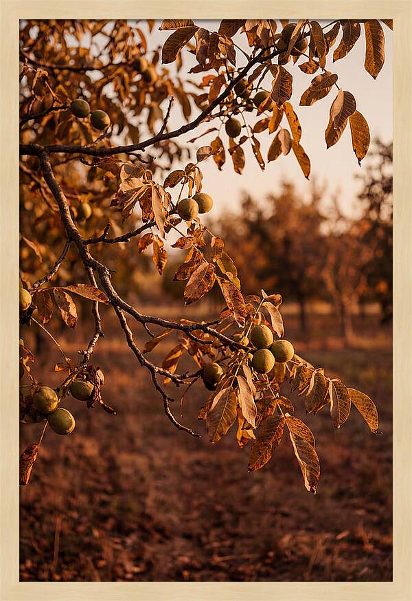 Walnut Tree In Autumn Light