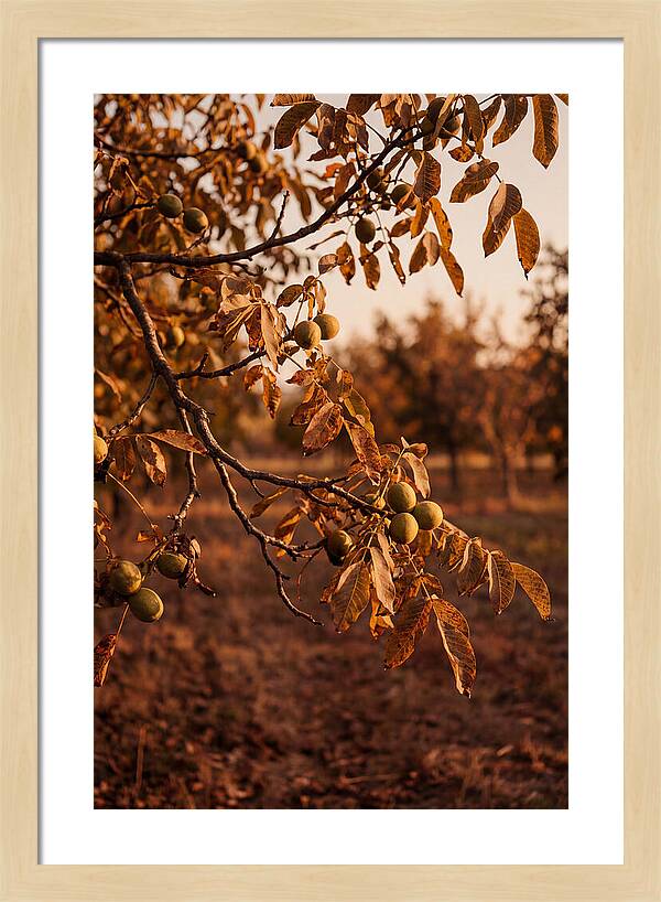 Walnut Tree In Autumn Light