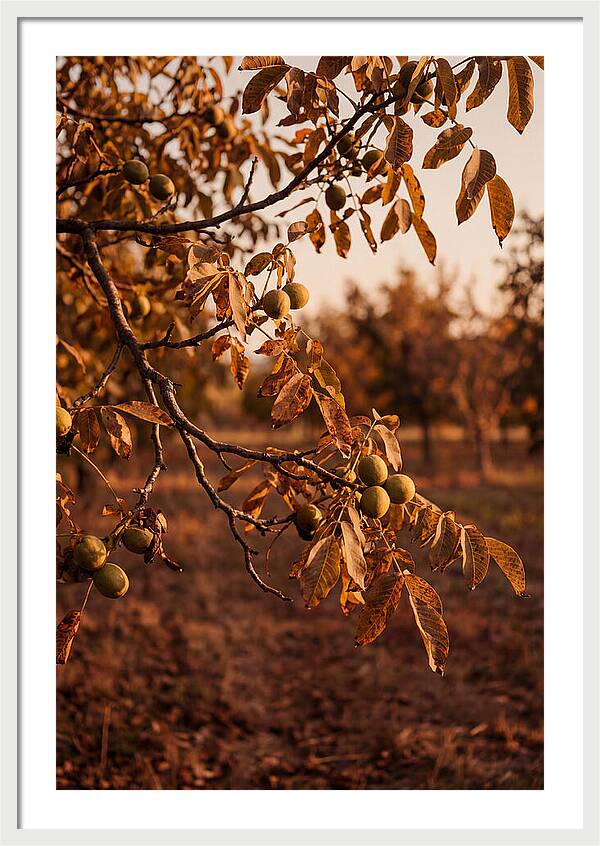 Walnut Tree In Autumn Light