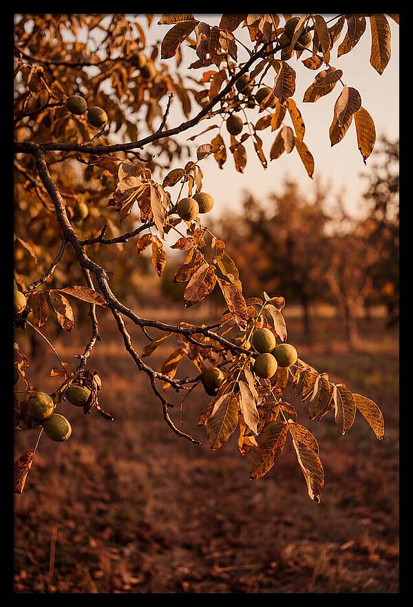 Walnut Tree In Autumn Light