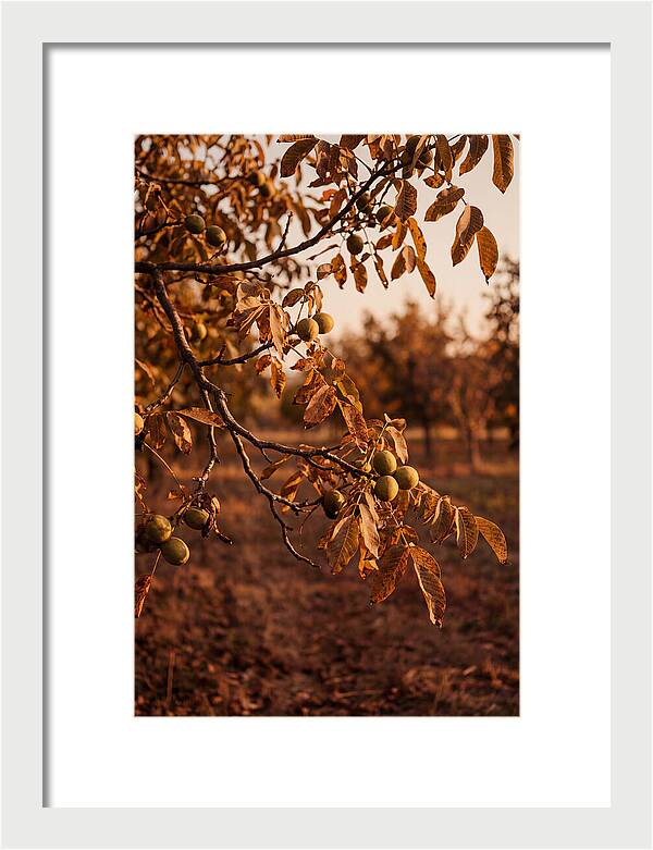 Walnut Tree In Autumn Light