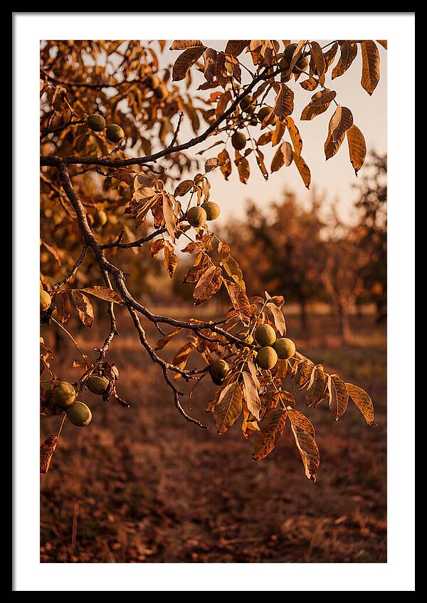 Walnut Tree In Autumn Light