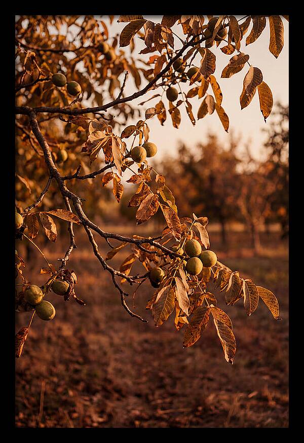 Walnut Tree In Autumn Light