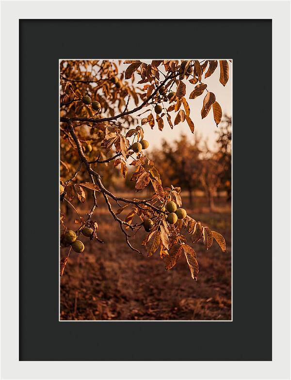 Walnut Tree In Autumn Light