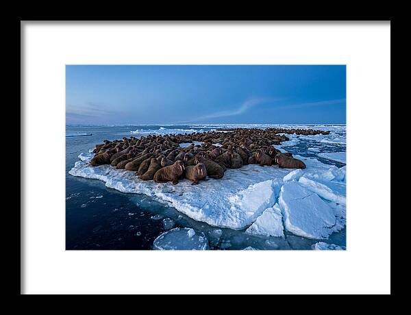 Walrus Colony On Ice