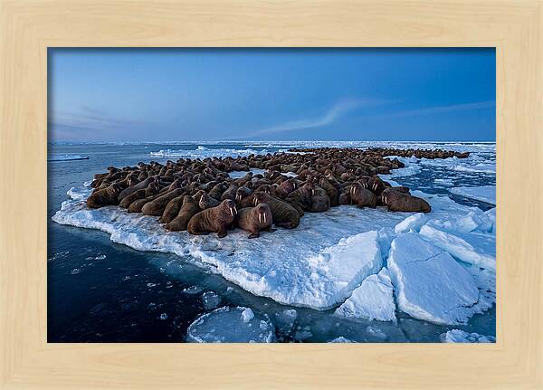 Walrus Colony On Ice