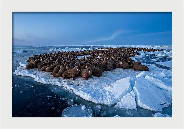 Walrus Colony On Ice