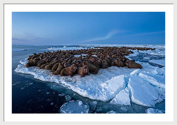 Walrus Colony On Ice