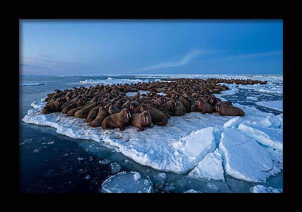 Walrus Colony On Ice