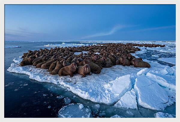 Walrus Colony On Ice