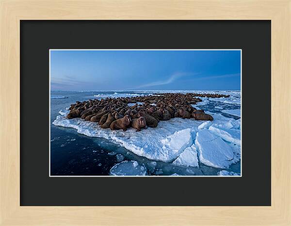 Walrus Colony On Ice