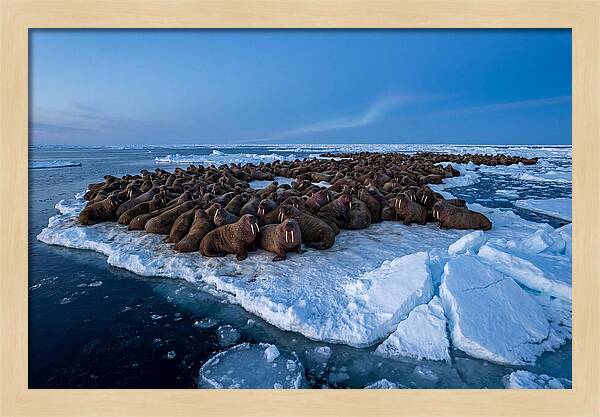 Walrus Colony On Ice