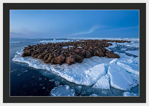 Walrus Colony On Ice